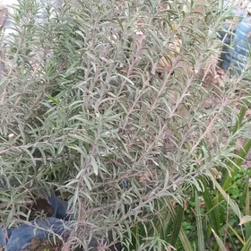 Розмарин Rozmarin