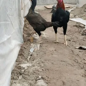 Байцов хораз