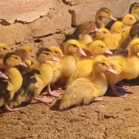 индаутга жужэ