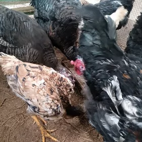 Гигант Броллер Товуклар Хоразл