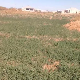 12 sotuk mellek ýer