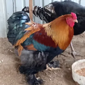 brama gold horaz 1yarym yas