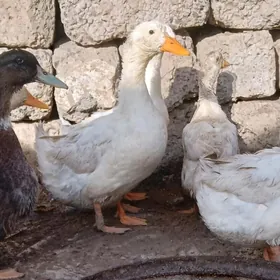 ÖRDEK Goýun GUS TOWUK  BEDEN