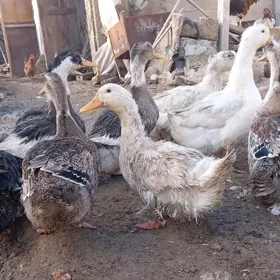 Ördek sisarka sygyr towuk düýe