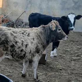 окуз гачарлар