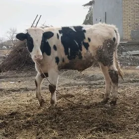 Simental galysteyin okuzce