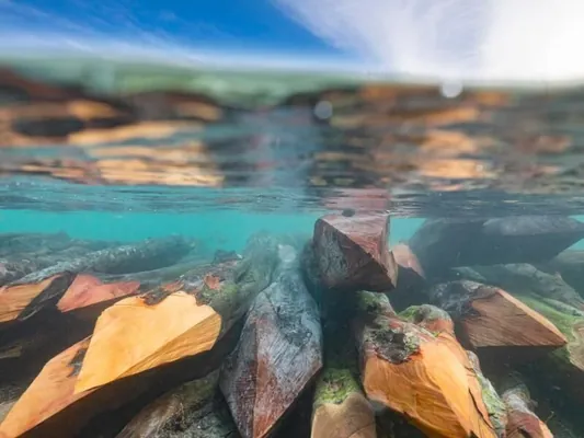 Alymlar CO₂ derejesini peseltmek üçin agaçlary suwa basdyrmagy teklip edýärler