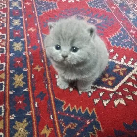 pishik/Котенок