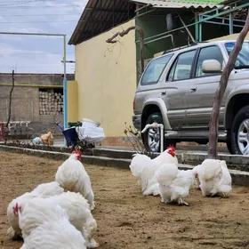 kohintin karlikowyý