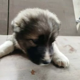 Щенок, девочка, в добрые руки