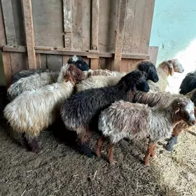 Kisar Garaköl işşekler