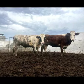 SIMENTAL SYGYR  WE ALŞIR ÖKÜZ