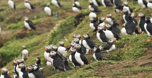 Uelsde adam-garasyz adada ýaşajaklara iş hödürleýärler: bar etmelisi – guş sanamaly