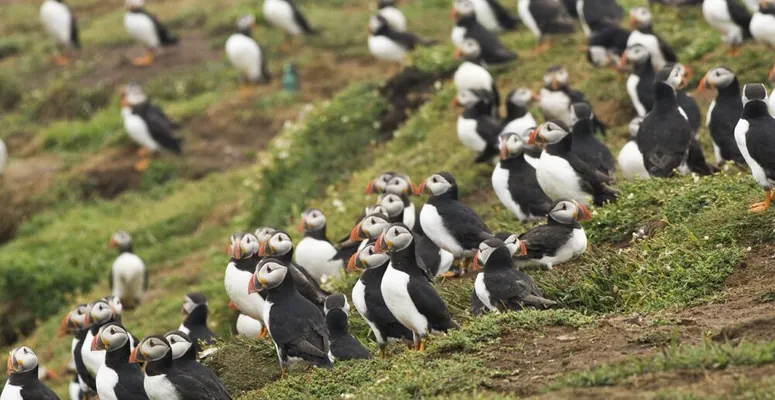 Вакансия мечты для интроверта: В Уэльсе предлагают бесплатно пожить на острове и считать птиц