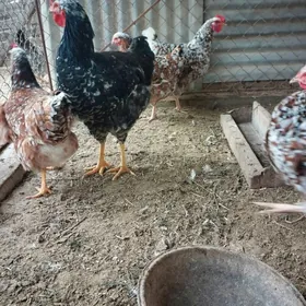 Куры породы Ливенские