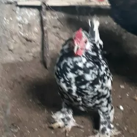 karlik horaz balakly lohmaty