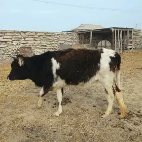 1 гузан сигыр