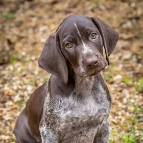 Курцхаар охотник