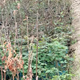 Nahallar bar amatly bahadan