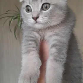 шотландские шиншиллы