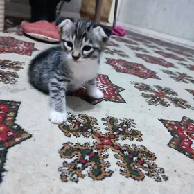 вислоухий котёнок