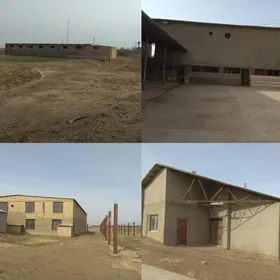 ÖNÜMÇILIK FERMA TOWUK & SYGYR