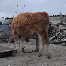 TOHIM OĶÜZ YERLI MAL