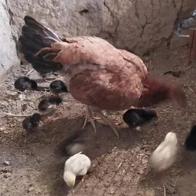 tovuk 10 sani jujali