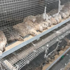 Bedene we bedene ketek bar