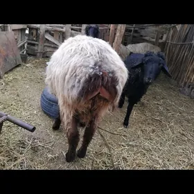 ТОКЛЫ ИШШЕК