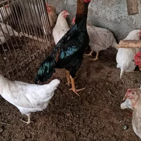 baysovy tvuk ve horaz