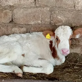 Öküz Göle Öküzçe