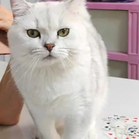 Шотландские шиншиллы