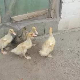 Ördek jüje gak gak