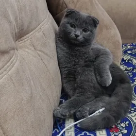 пародистый кот