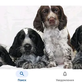 Щенки Спаниеля