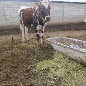 2 økiz 1Tüwe gyzyl ala