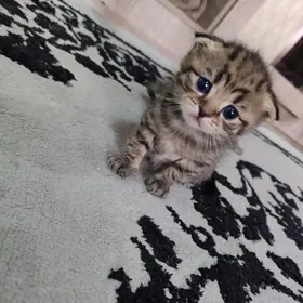 котята выслоухие