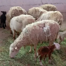 Guzli Goýun Merenos