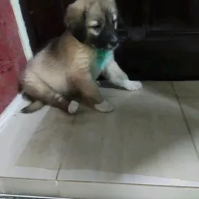 Щеночек в добрые руки ️