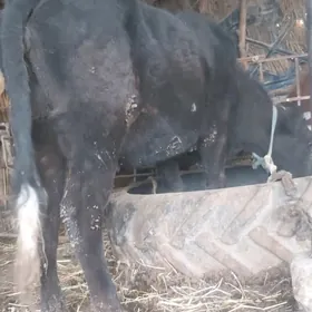 хожекли сыгыр