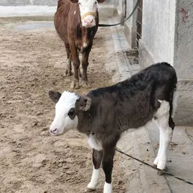 SÌMMENTAL GÕLELÌ SYGYR