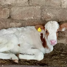 Öküz Göle Öküzçe