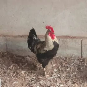 Oy haywanlary / guslar