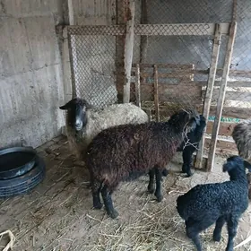 Guzyly göÿyn garaköl