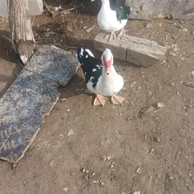 Indautga ördek jüje