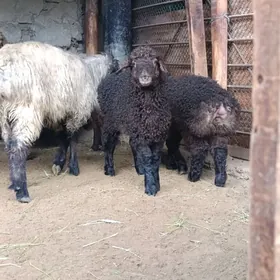 GUZULY GOÝUN IŞŞEK