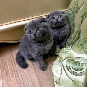 Шотландские вислоухие котята