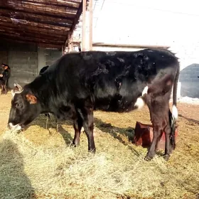 Tüwe Sygyrlar Bogaz we Tüweler