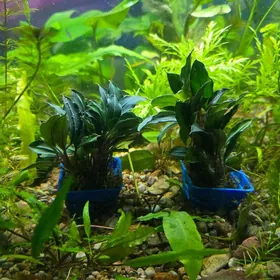 Аквариумные растения